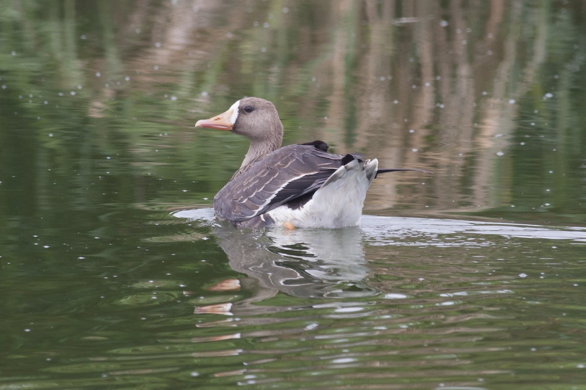 Greater White-fronted Goose - ML38886771