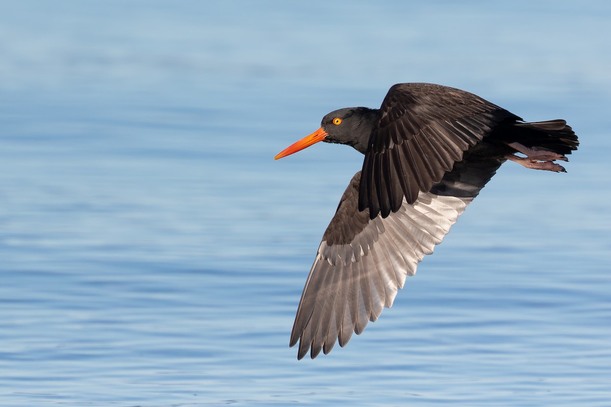 Black Oystercatcher - ML388868141