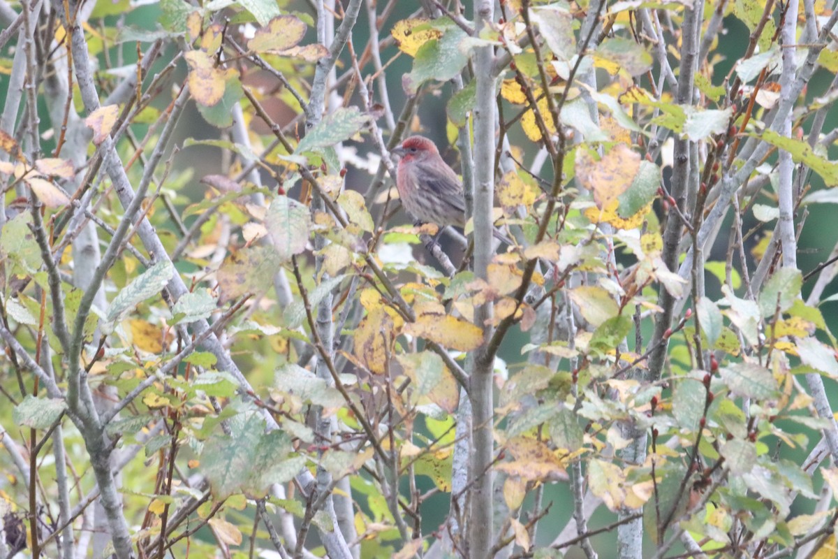 House Finch - ML388869221