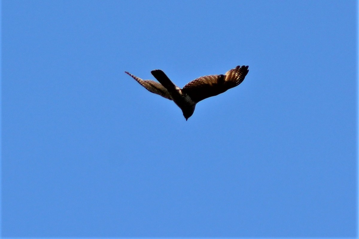 Brown Goshawk - ML388870291