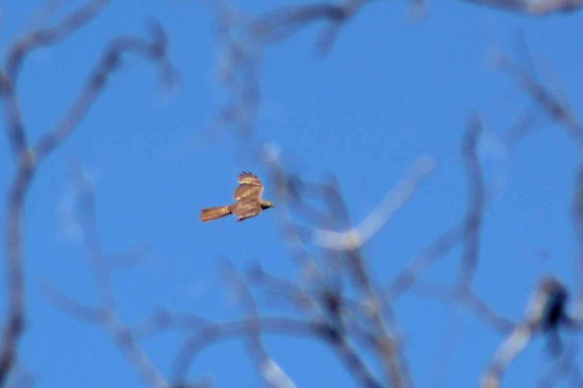 Brown Goshawk - ML388870311