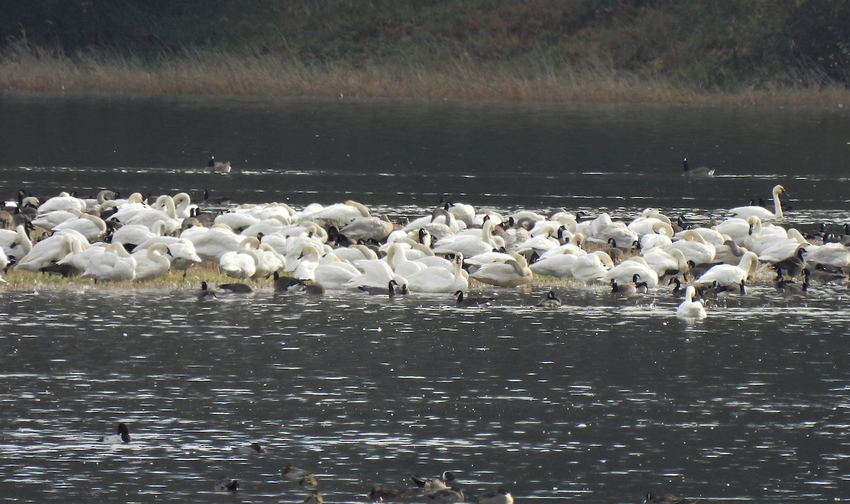 Tundra Swan - ML388870941