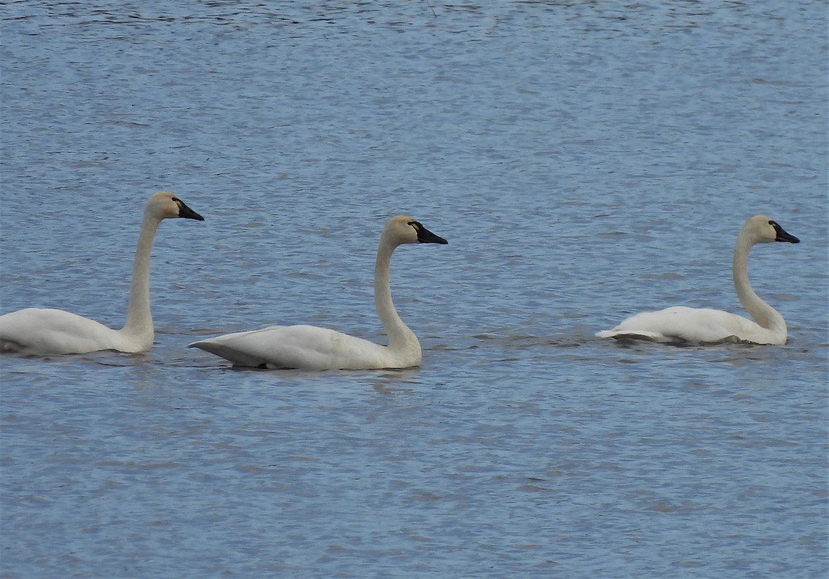 Tundra Swan - ML388870971