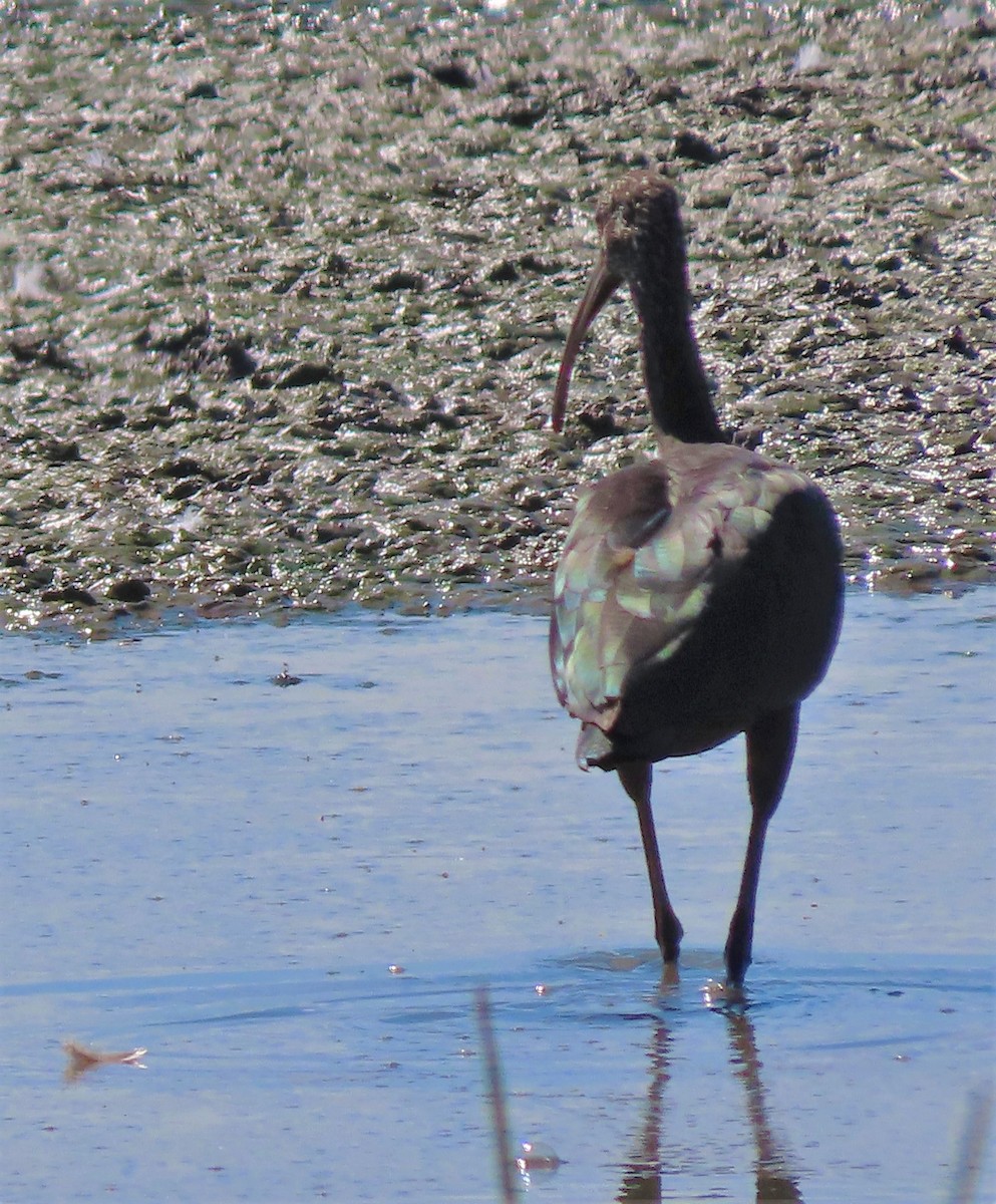 White-faced Ibis - ML388871081