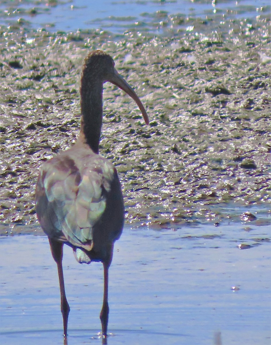 White-faced Ibis - ML388871101