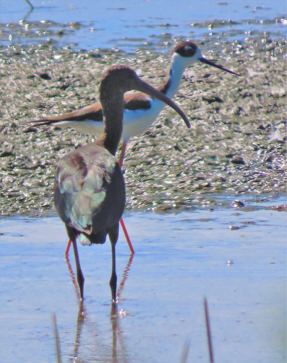 Ibis à face blanche - ML388871111