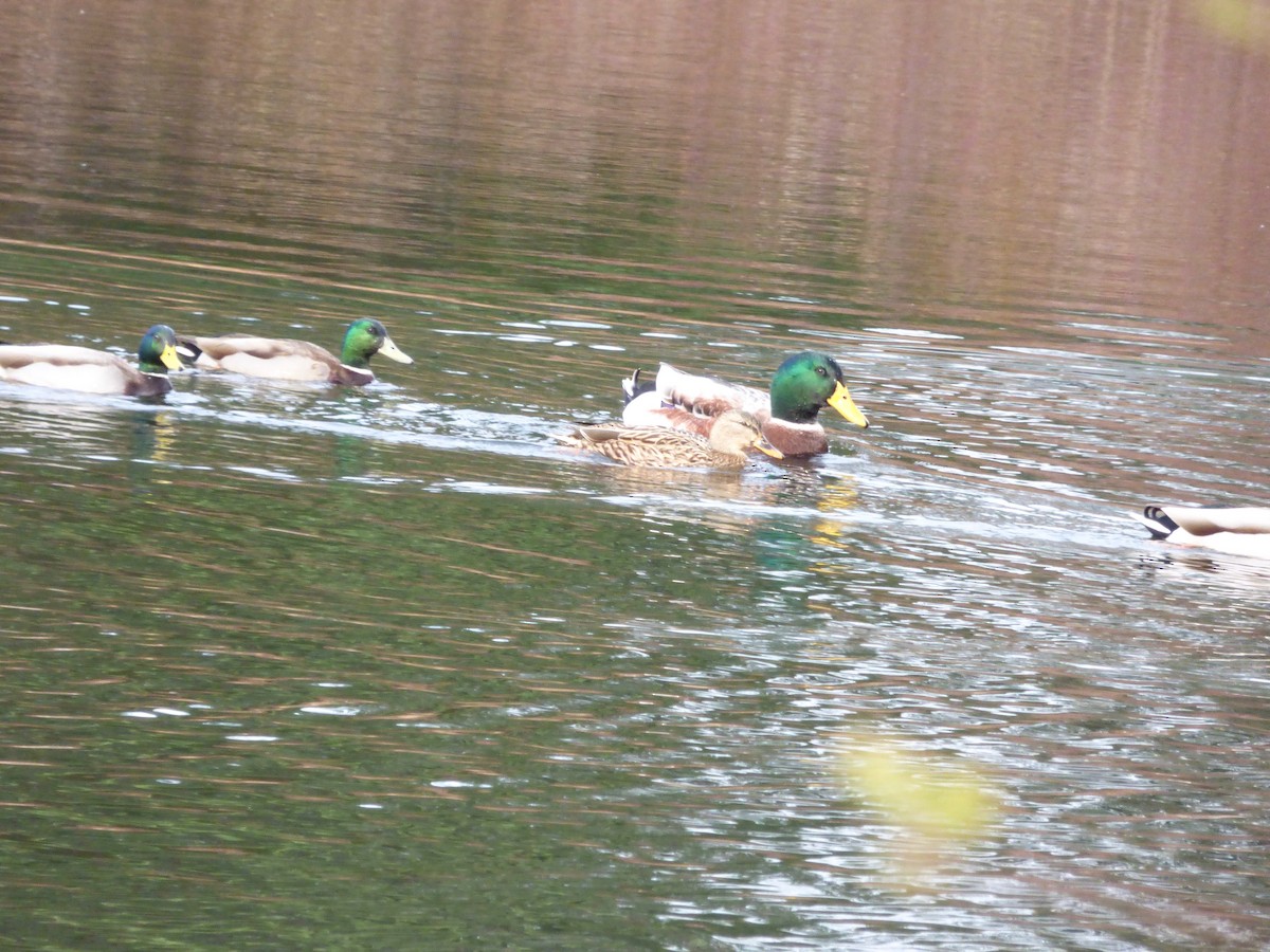 Mallard (Domestic type) - ML388872361