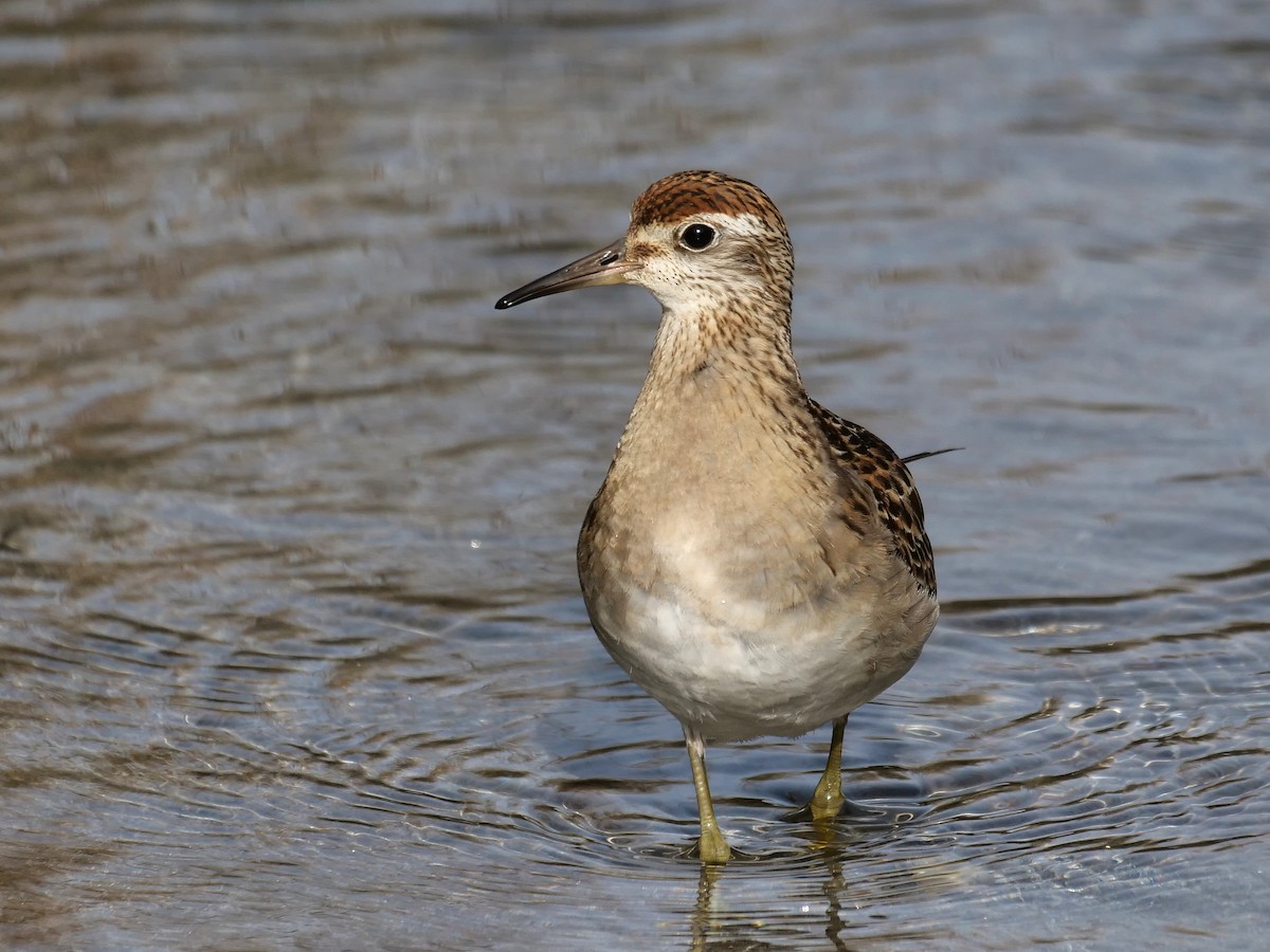 Sharp-tailed Sandpiper - ML388873731