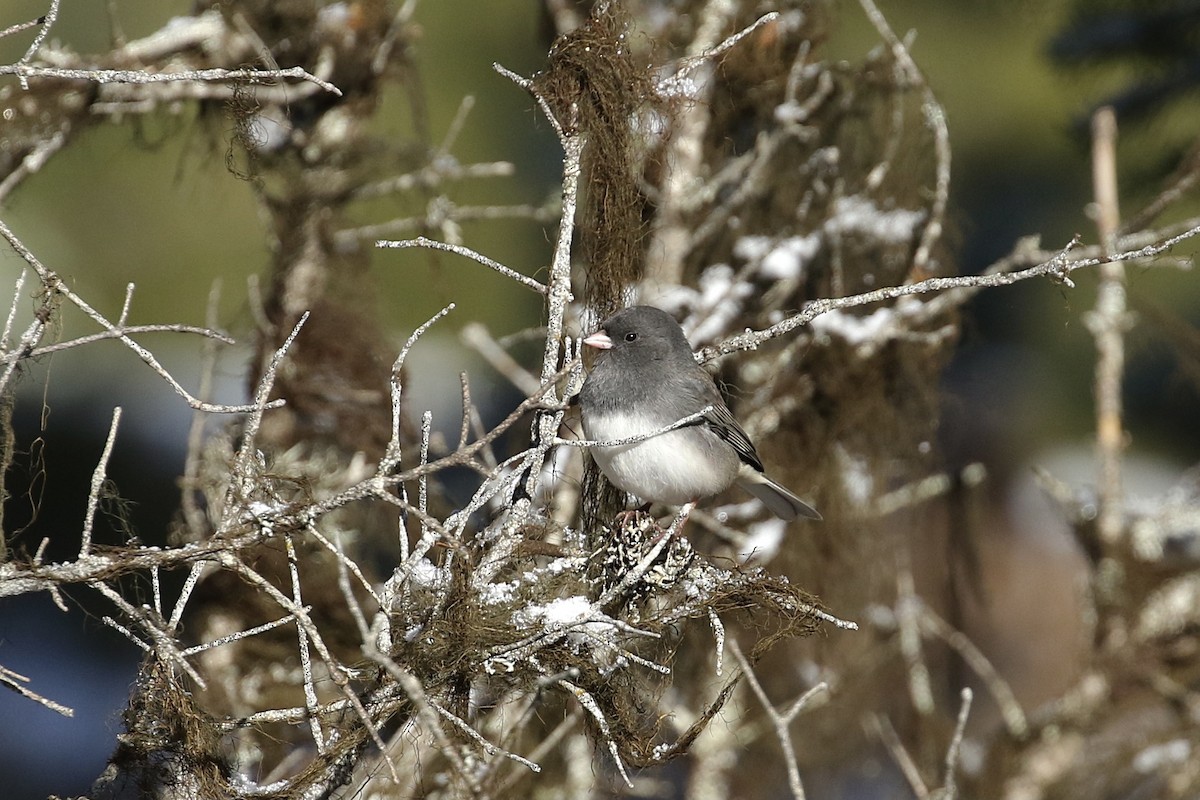 Dark-eyed Junco (Slate-colored/cismontanus) - ML388875011