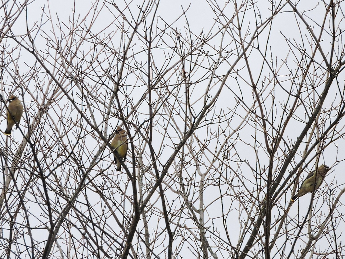 Cedar Waxwing - ML388875891