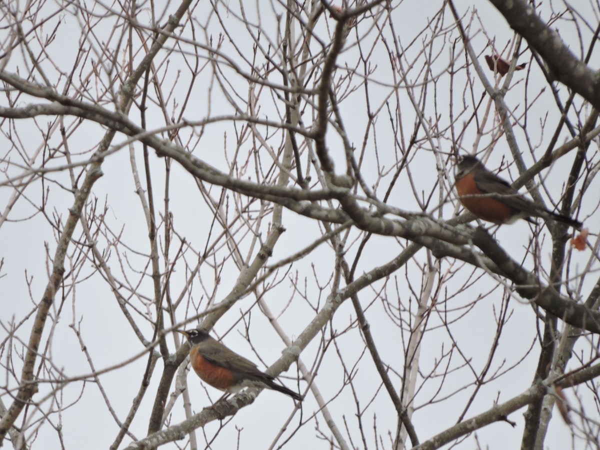 American Robin - ML388876121