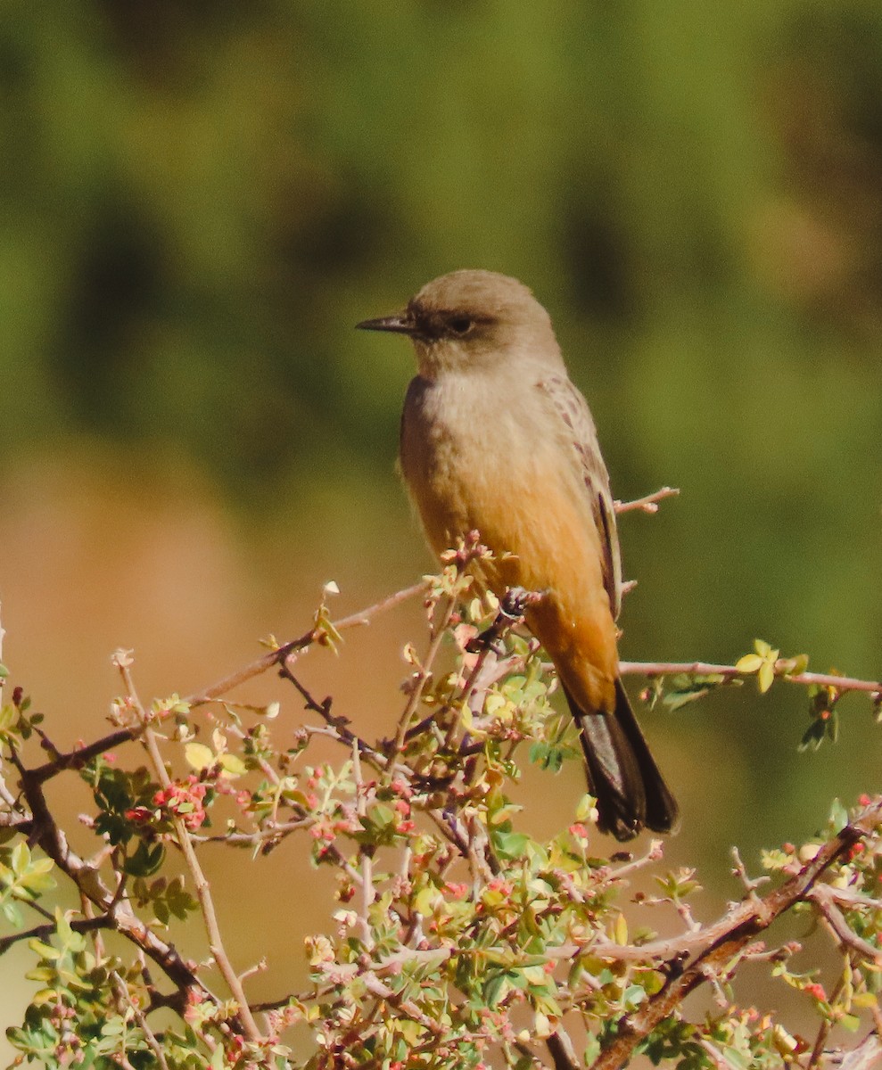 Say's Phoebe - ML388876271