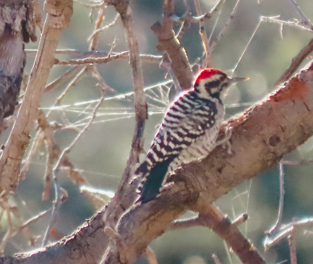 Ladder-backed Woodpecker - ML388876411