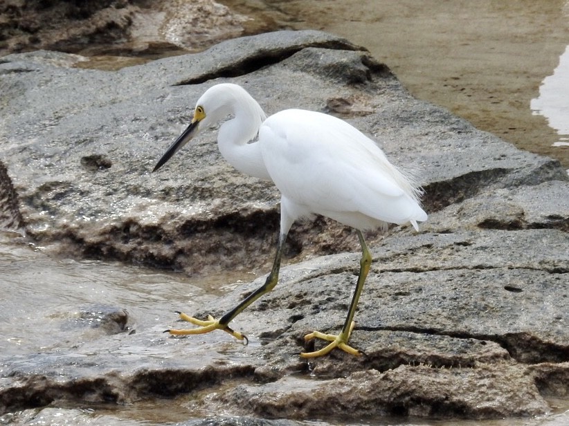 Snowy Egret - ML388876601