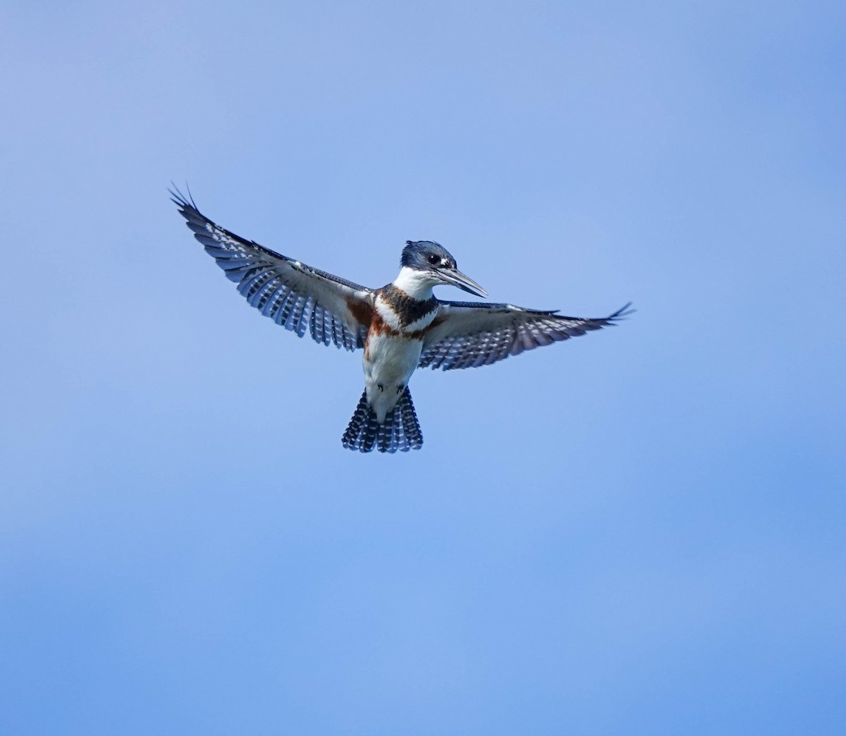 Belted Kingfisher - Pam Vercellone-Smith