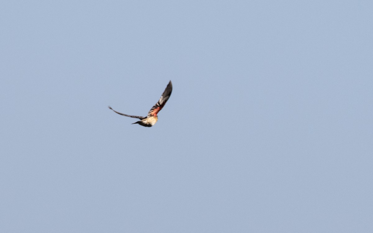 Rose-breasted Grosbeak - ML388878251