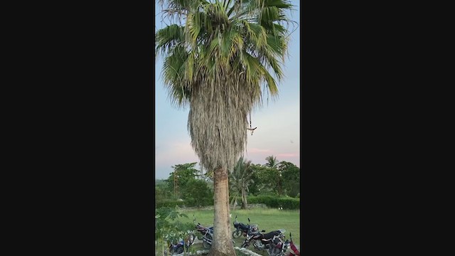 Antillean Palm Swift - ML388878361