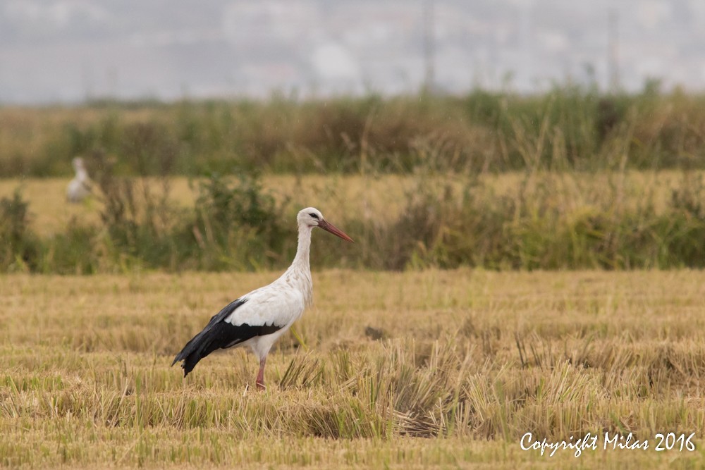 White Stork - ML38887921