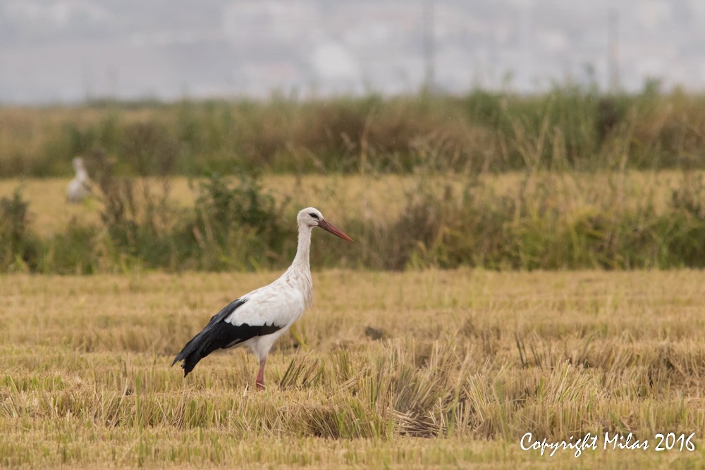 Weißstorch - ML38887921