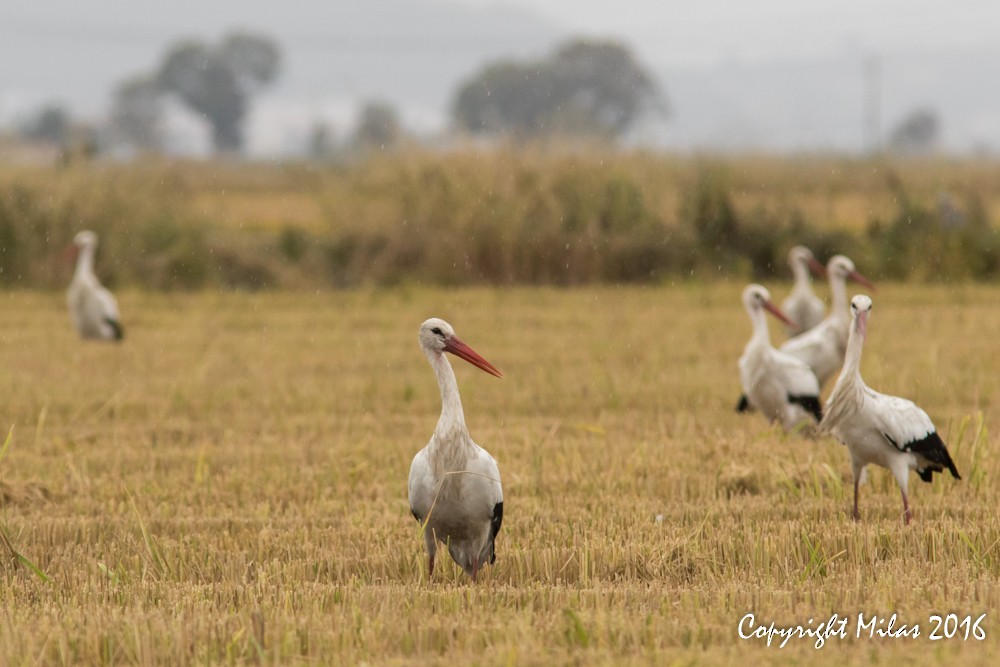 White Stork - ML38887931