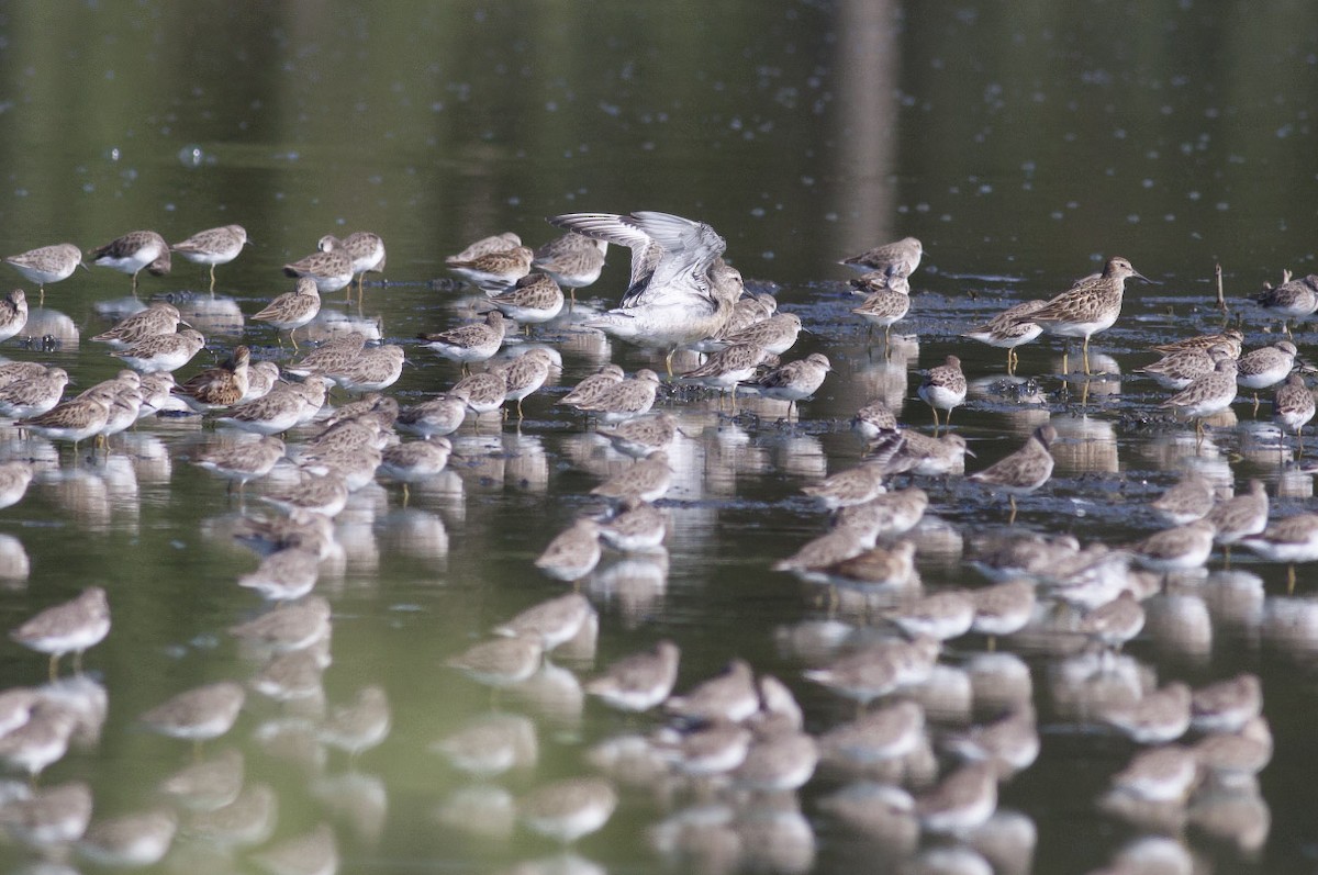 Red Knot - Michael Todd