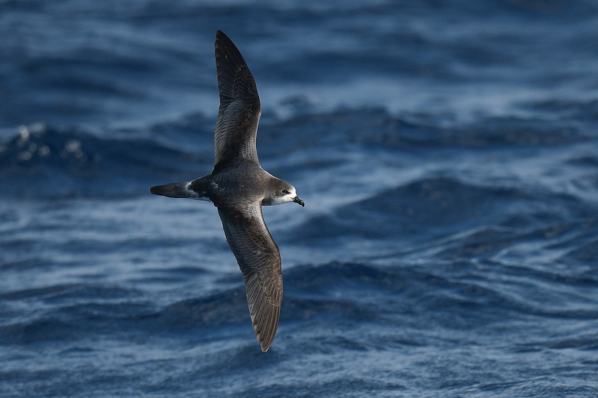 Bermuda Petrel - ML388879771