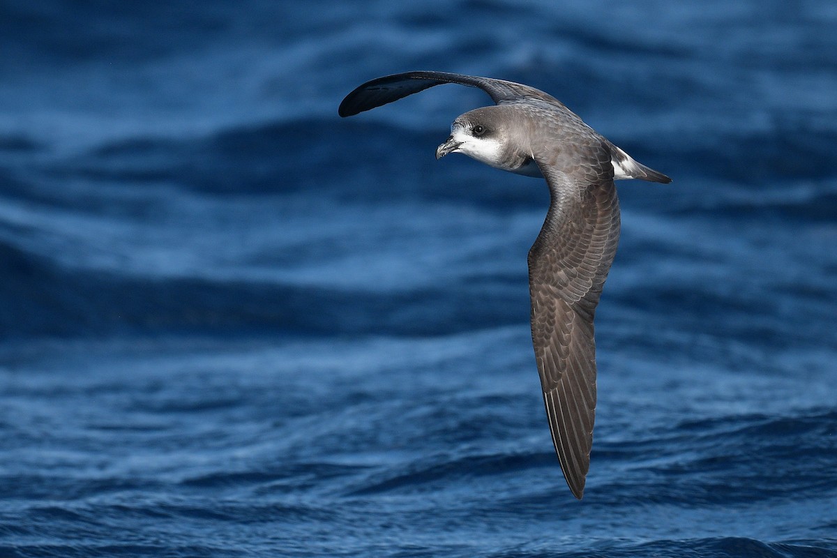 Bermuda Petrel - ML388879851