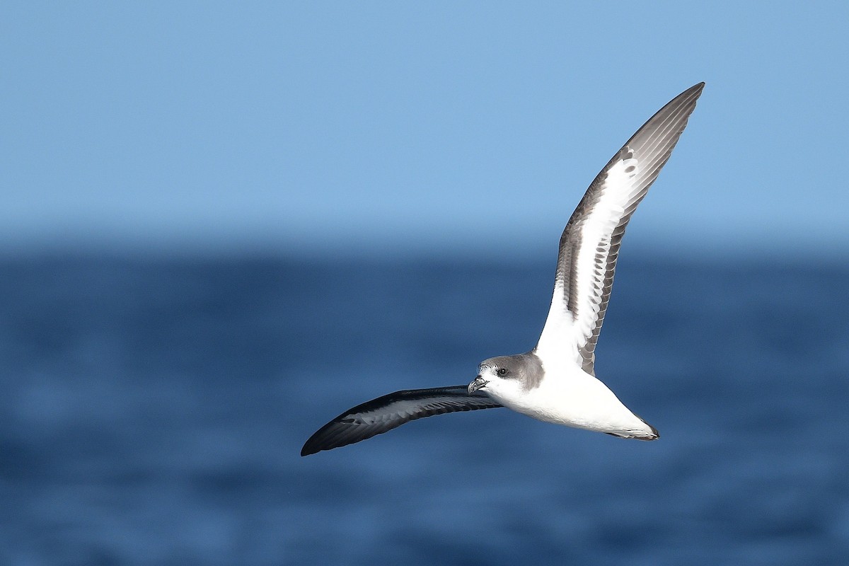 Bermuda Petrel - ML388879931