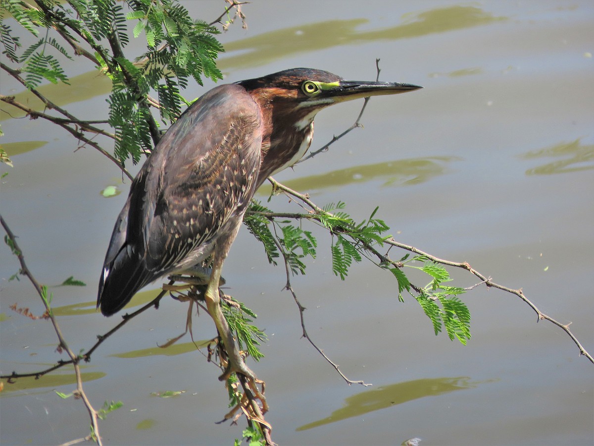 Green Heron - ML388880191