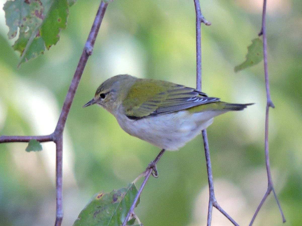 Tennessee Warbler - S. K.  Jones