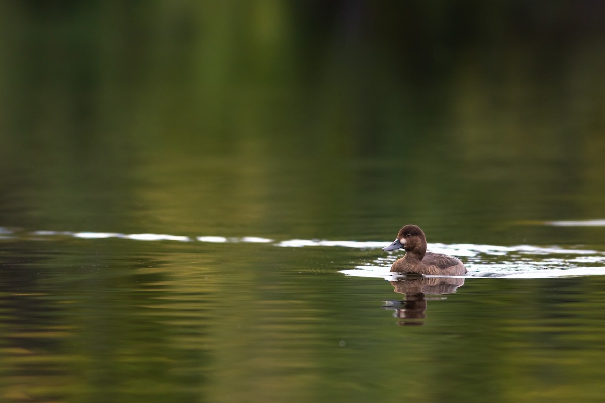 Lesser Scaup - ML388881431