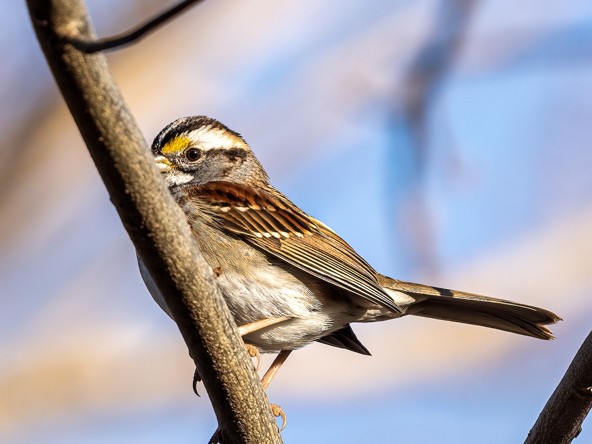 White-throated Sparrow - ML388881601