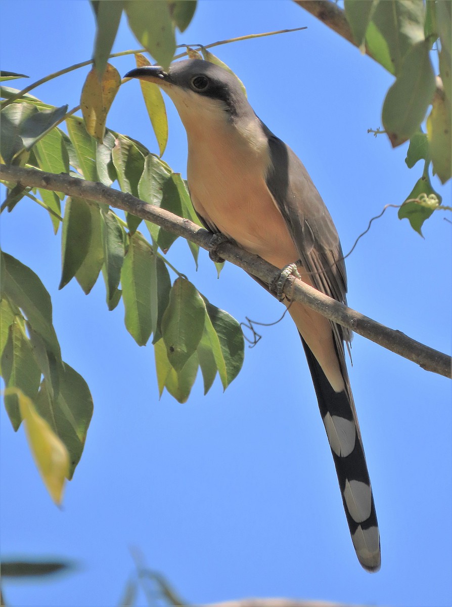 Mangrovekuckuck - ML388881721