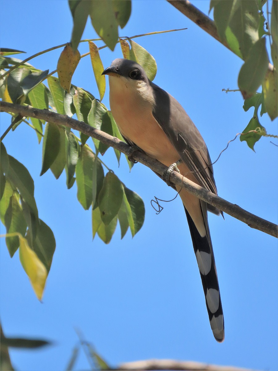 Mangrove Cuckoo - ML388881761