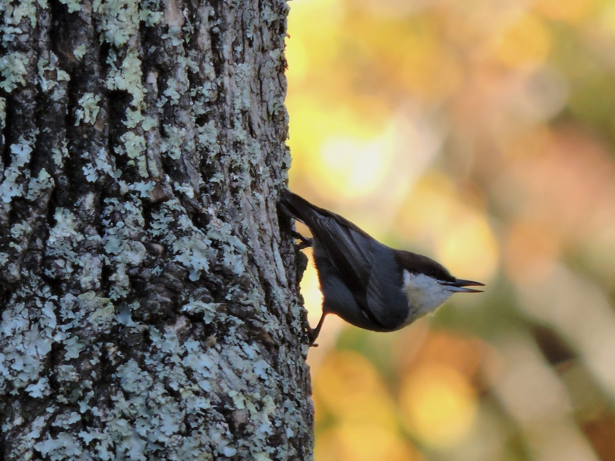 Brown-headed Nuthatch - S. K.  Jones