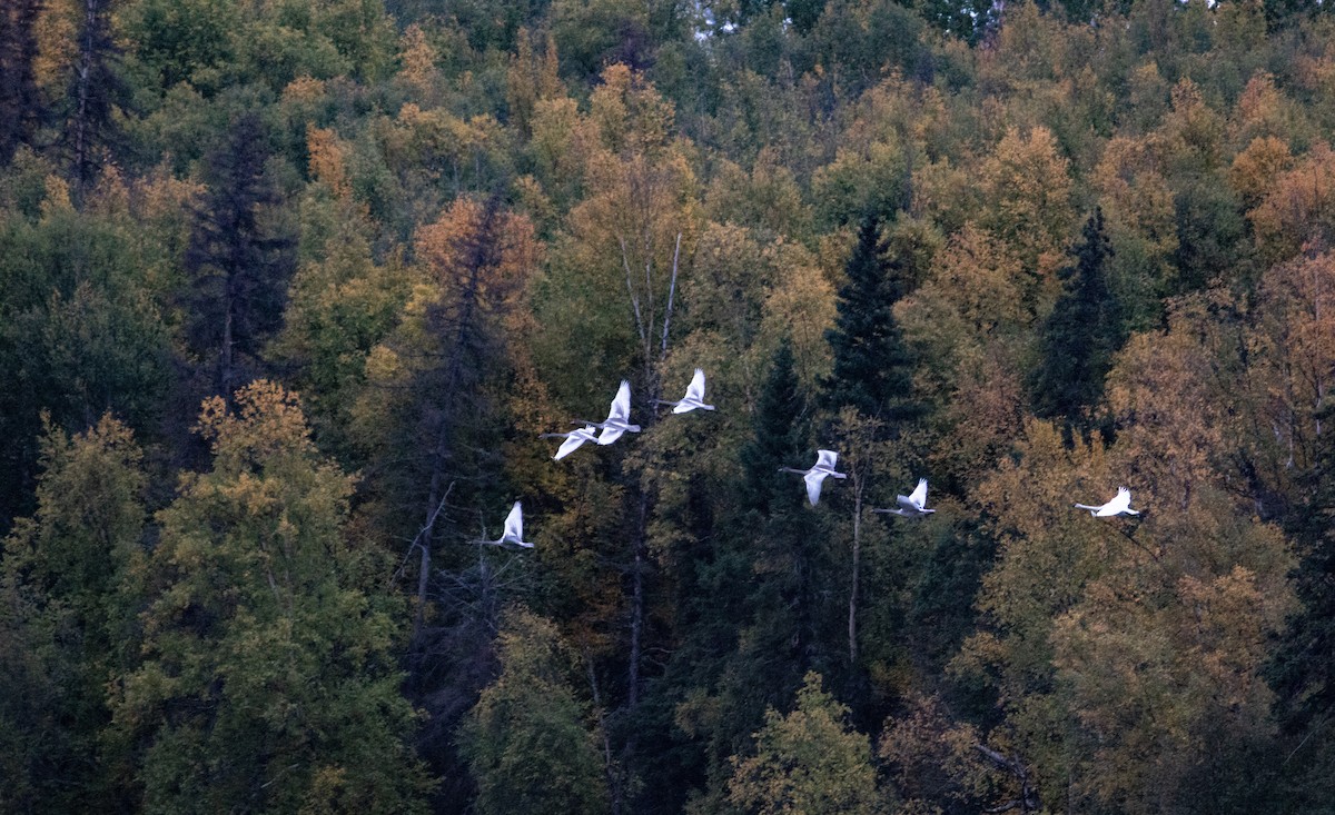 Cygne trompette - ML388882841
