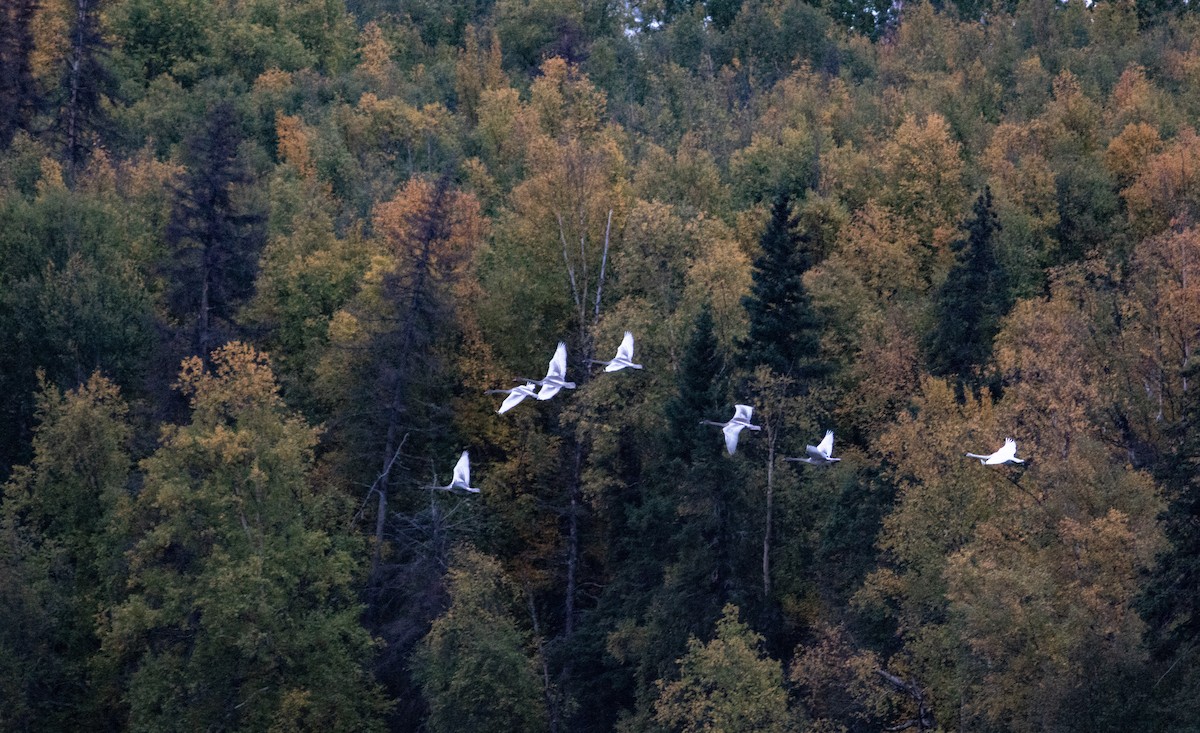 Trumpeter Swan - ML388882841