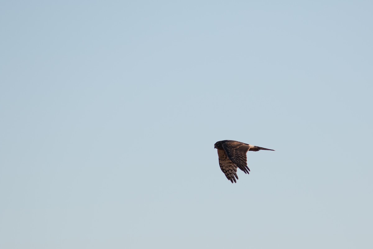 Northern Harrier - ML388883171