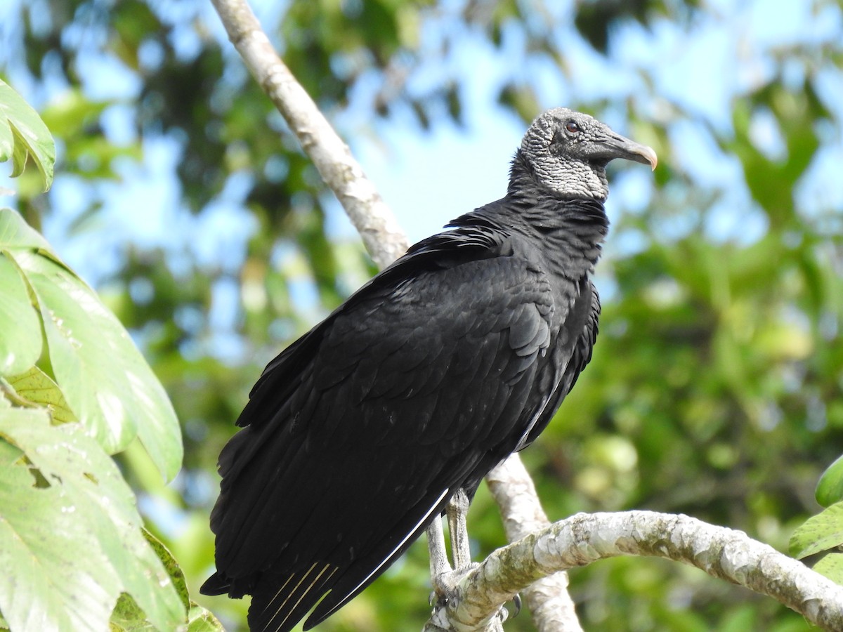 Black Vulture - Justin Harris