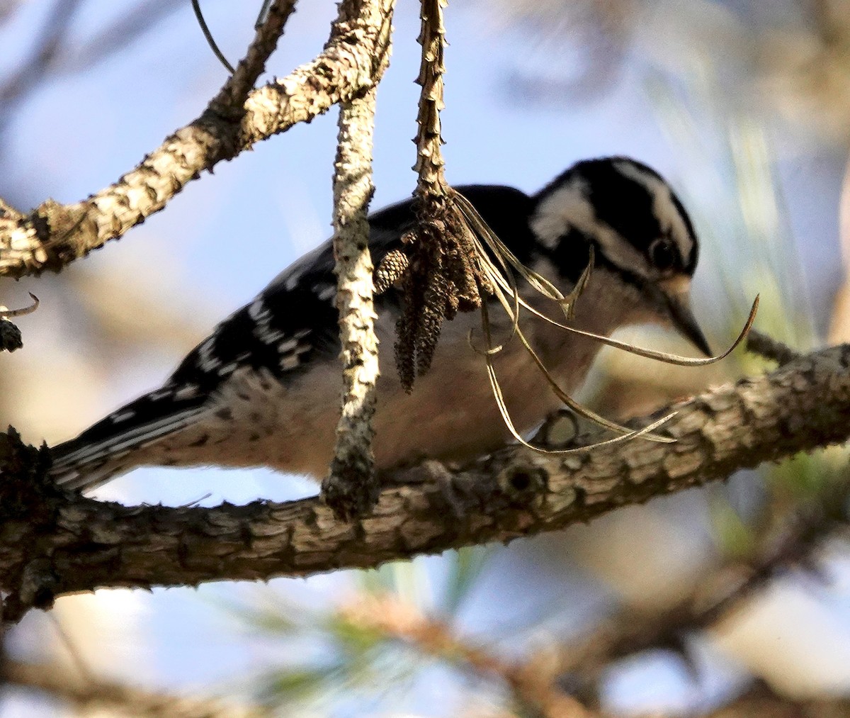 Downy Woodpecker - Jim Carroll