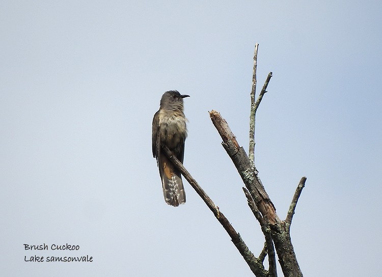 Brush Cuckoo - ML388884281