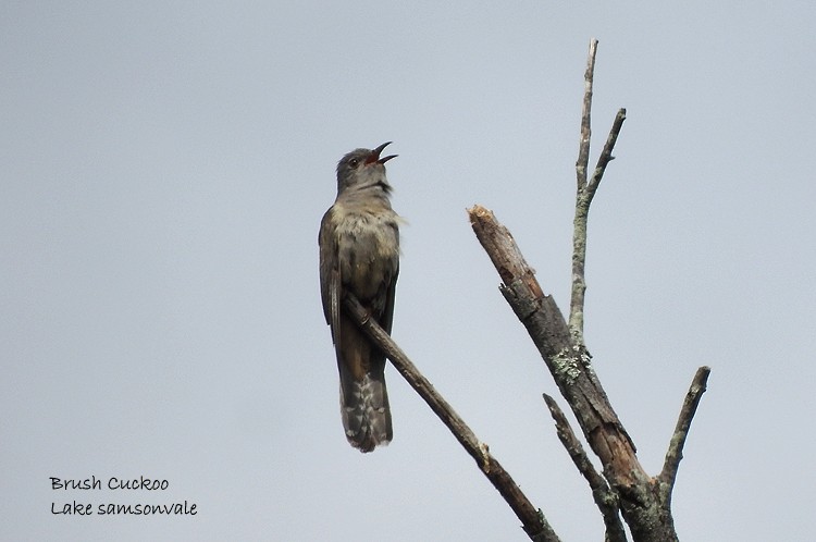 Brush Cuckoo - ML388884301