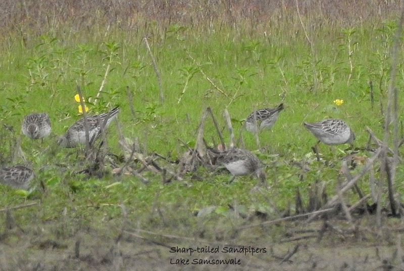 Sharp-tailed Sandpiper - ML388884581