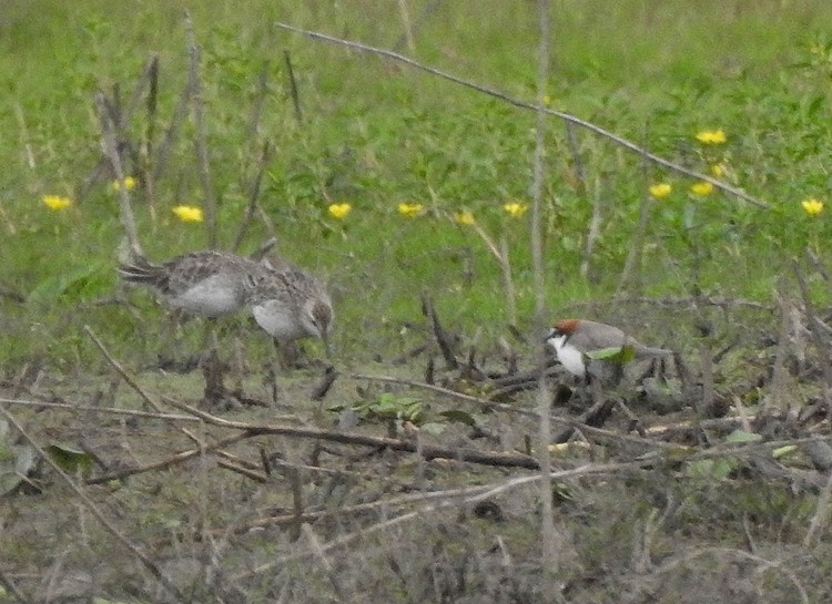 Red-capped Plover - ML388884661