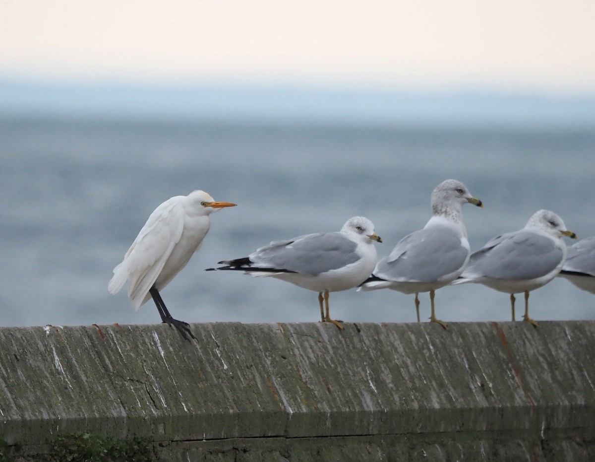 Western Cattle-Egret - Dorlisa Robinson