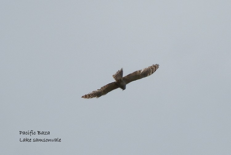 Pacific Baza - ML388884891