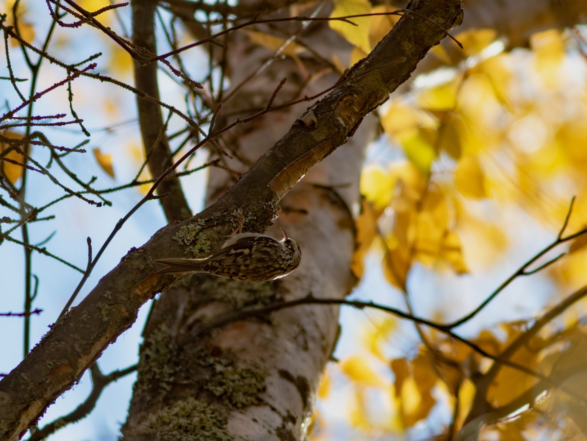 Brown Creeper - ML388885161