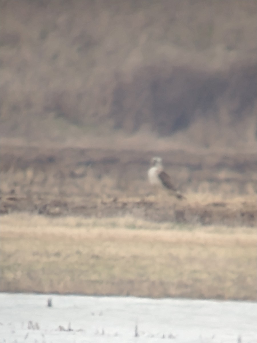 Buteo sp. - Dave Haenni