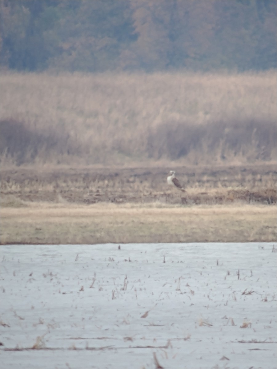 tanımsız Buteo sp. - ML388886891