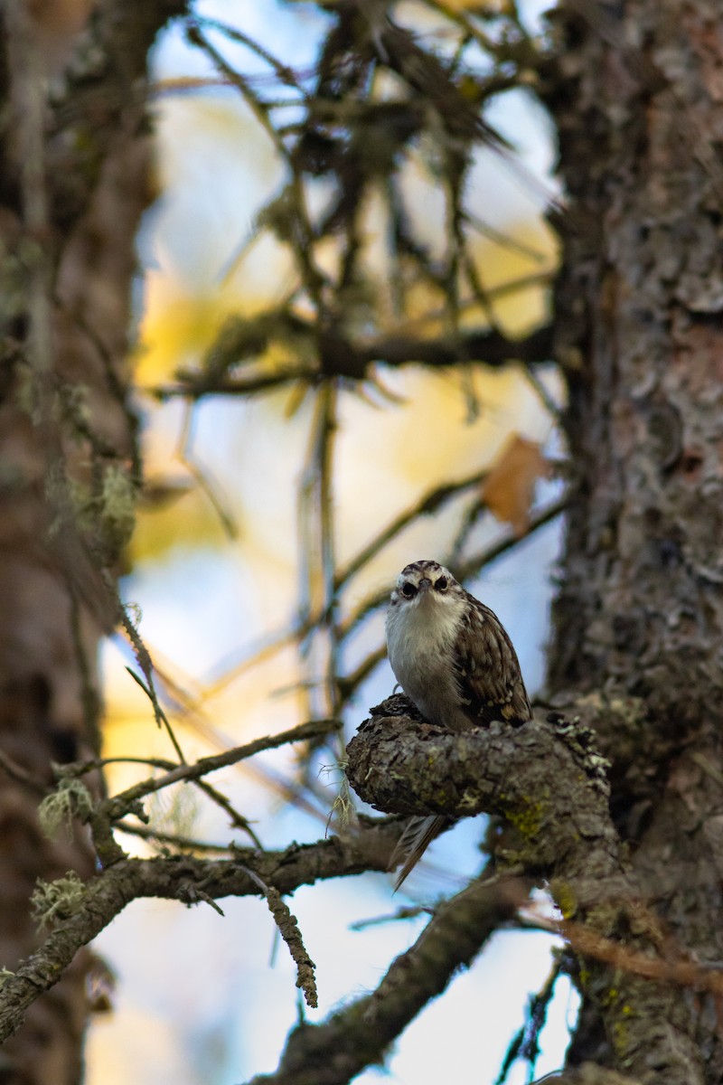 Brown Creeper - ML388886931